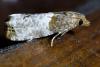 Notocelia roborana